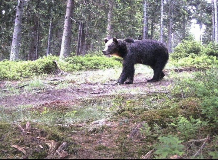 На Закарпатті через ухилянтів різко збільшилася кількість ведмедів на гірських маршрутах
